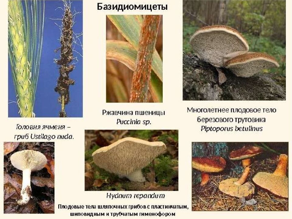 Грибы