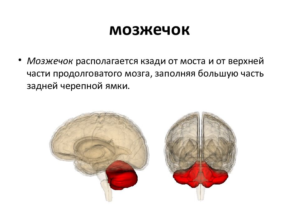 Мозжечок какой. Мозжечок анатомия и физиология. Форма мозжечка. Мозжечок вид сзади. Мозжечок картинки с описанием.