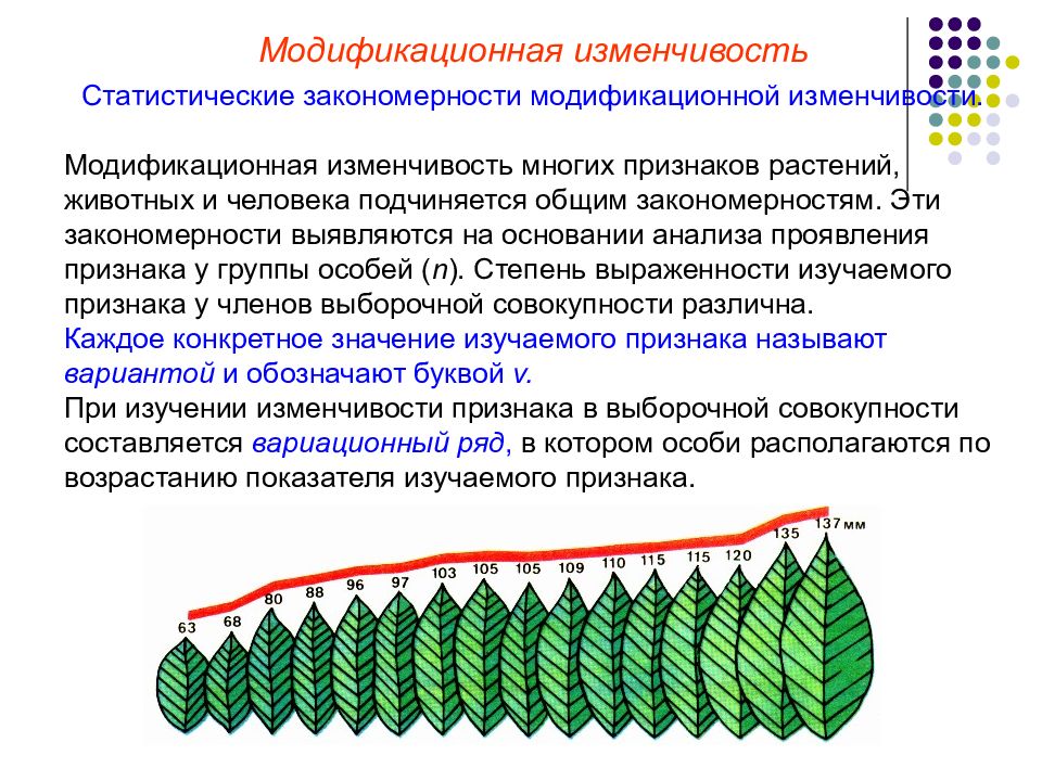 Закономерности изменчивости презентация