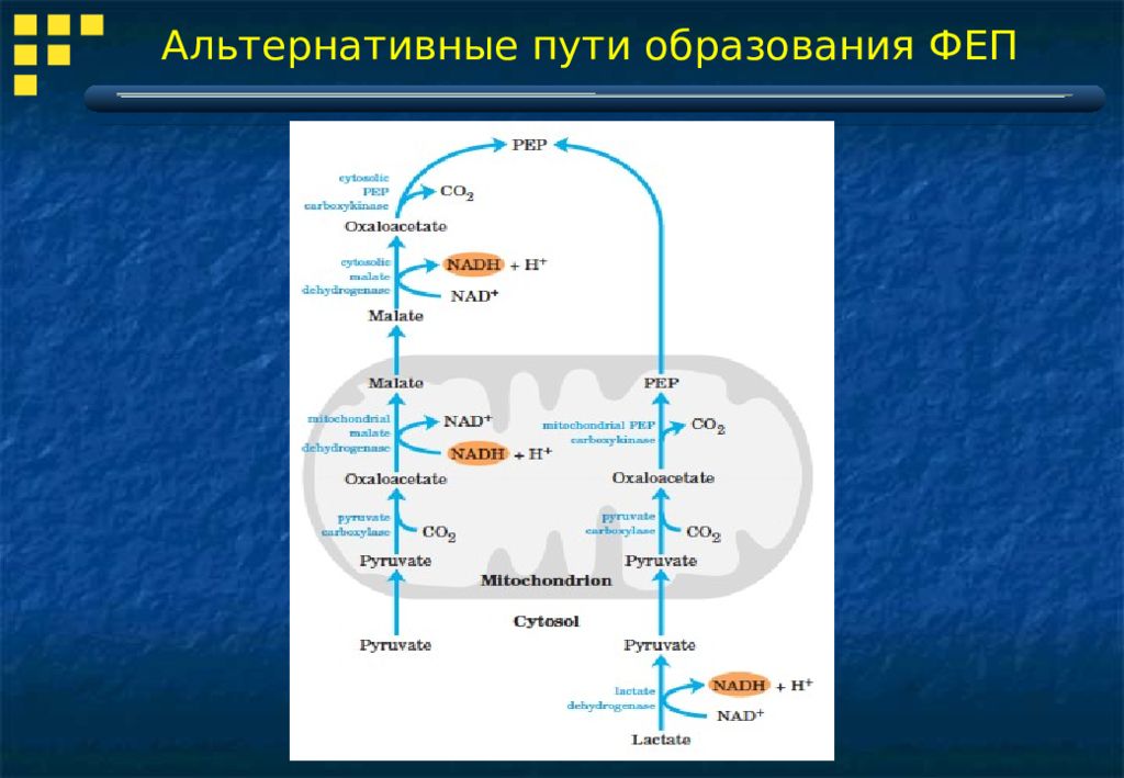 Пути образования. ФЕП В пируват. Превращение пирувата в ФЕП. Альтернативный путь.