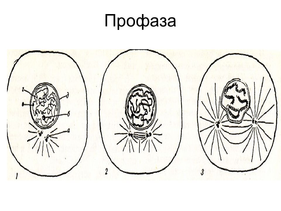 Профаза митоза рисунок. Профаза митоза рисунок с подписями. Профаза рисунок с подписями. Профаза 1 рисунок. Профаза 2 схематично.