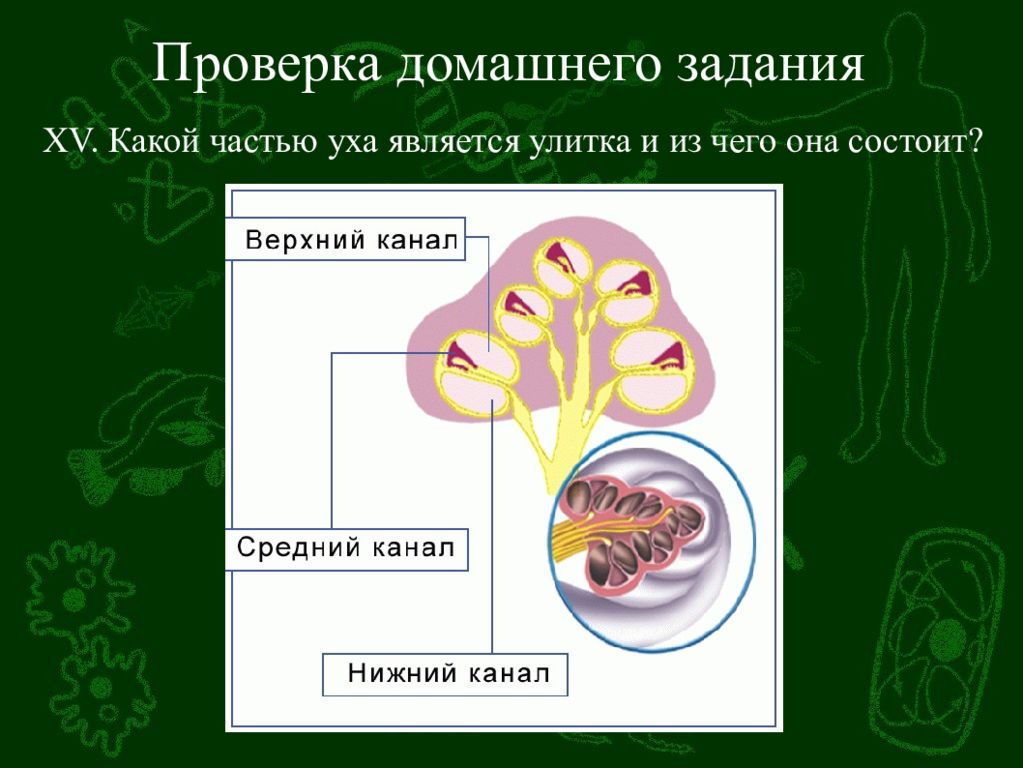 Кожно мышечная чувствительность обоняние вкус 8 класс презентация