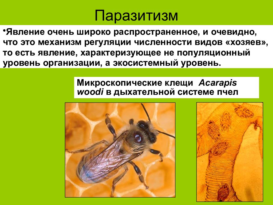 Паразитизм. Примеры паразитизма в биологии. Явление паразитизма. Виды паразитизма схема. Виды паразитизма в биологии.