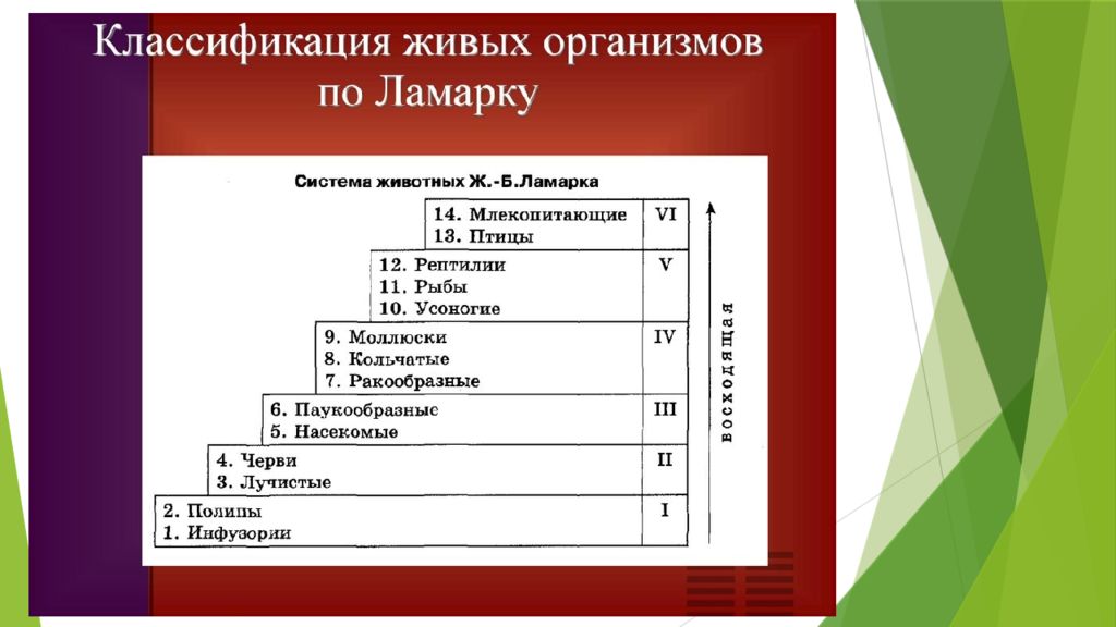 7 классификация. Систематика животных по Ламарку. Классификация всех живых организмов. Классификация по Ламарку. Классификация организмов по Ламарку.