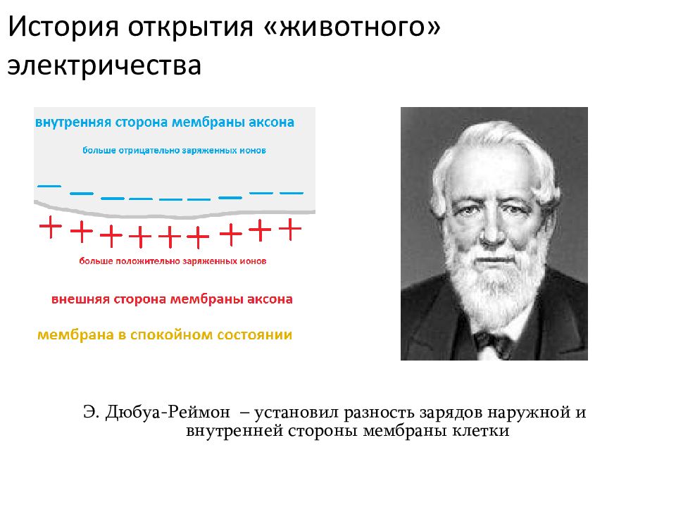 Постоянный ток открытие. Дюбуа-Реймон вклад в физиологию. Опыт Дюбуа Реймона физиология. Опыты Гальвани и Дюбуа-Реймона физиология.