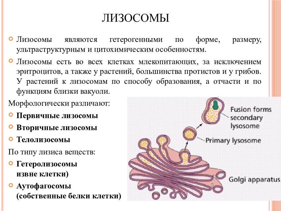Строение органоида лизосомы