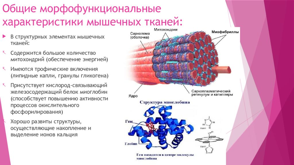 Основные свойства мышечной ткани. Морфофункциональная характеристика мышечных тканей. Морфофункциональная характеристика гладкой мышечной ткани. Основное свойство мышечной ткани. Морфофункциональная классификация гладких мышечных тканей.