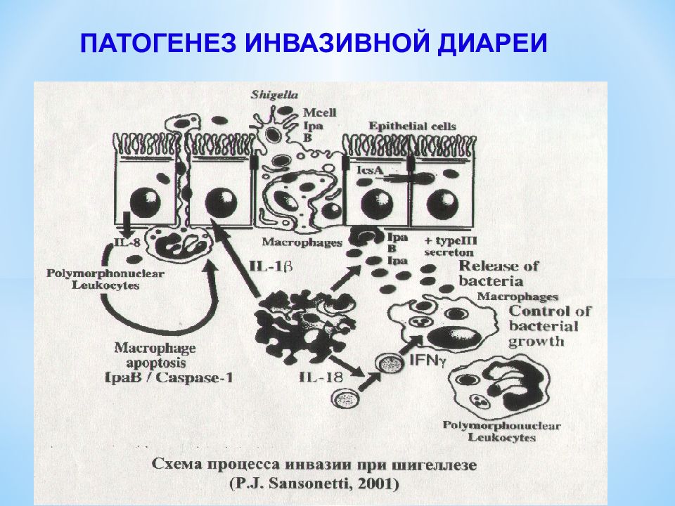 Схема патогенеза сальмонеллеза