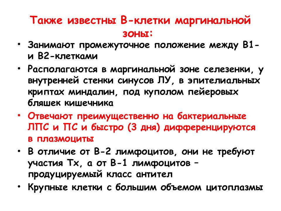 Занимают промежуточное положение между. Клетки маргинальной зоны. В лимфоциты маргинальной зоны селезенки. Какие клетки в маргинальной зоне. Клетки в- клеточного звена.