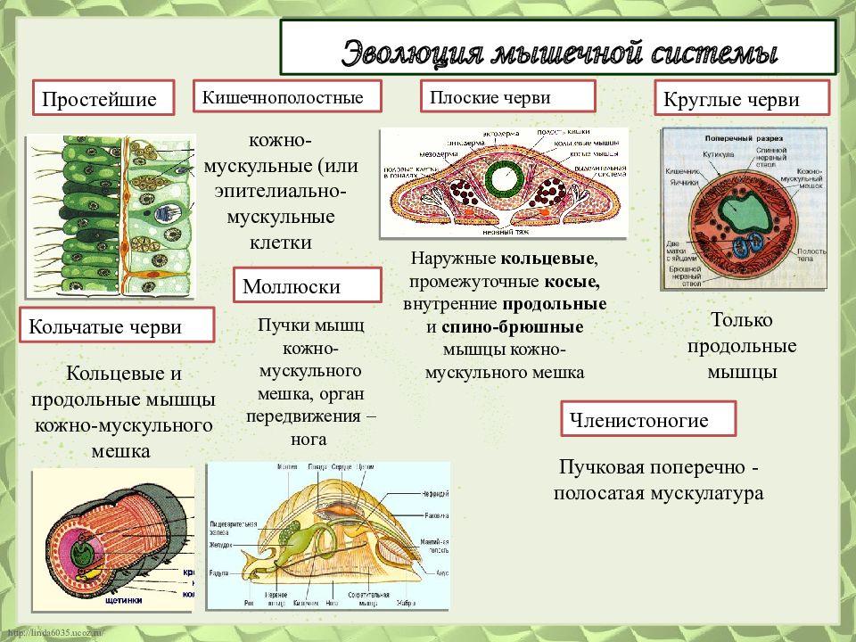 Мышцы червей. Монокины у беспозвоночных животных.