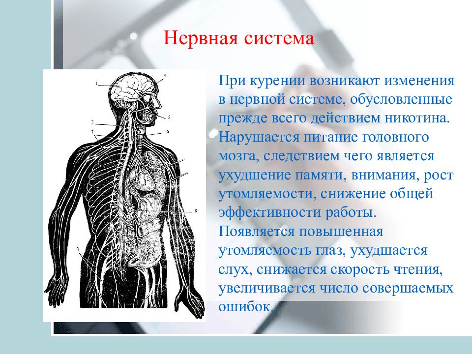 Действует на нервную систему. Курение и нервная система. Нервная система при курении. Заболевания нервной системы при табакокурении. Заболевания нервной системы при курении.