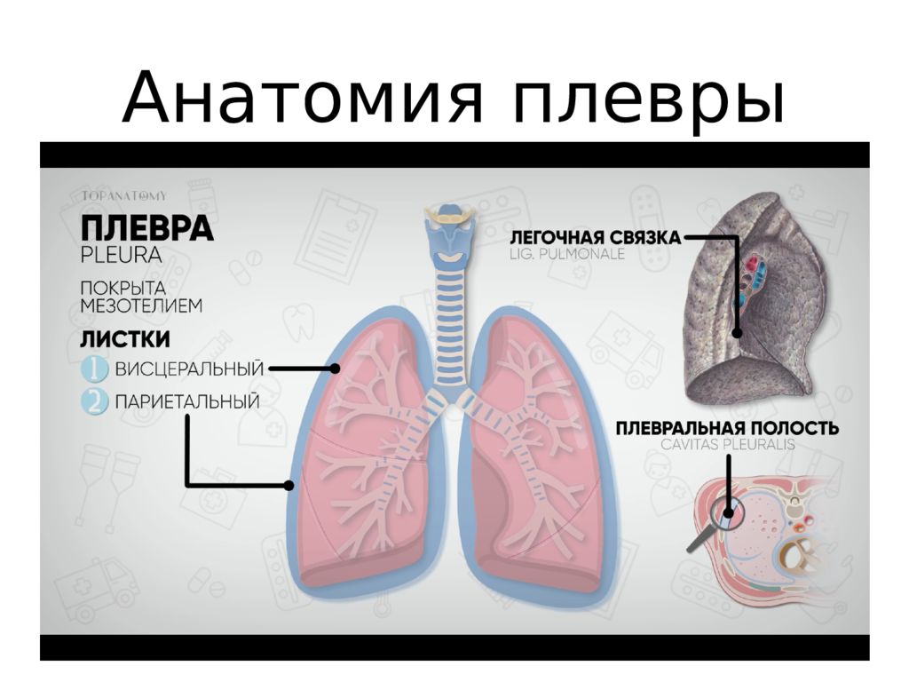 Легочная плевра. Листки плевры. Листки плевры анатомия. Пневмоторакс презентация. Плевра строение анатомия.