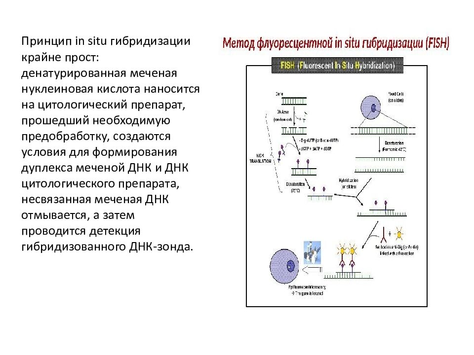 Генетическое картирование. Основные принципы картирования генов. Метод ДНК комет. Схема метода гибридизации нуклеиновых кислот in situ. Этапы метода ДНК комет.