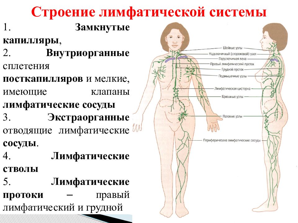 Лимфоузлы на ногах где находятся. Лимфоузлы на теле женщины схема. Лимфатические узлы человека.