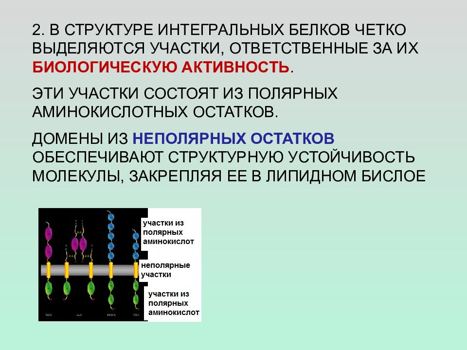 Строение интегрального белка. План строения интегральных белков. Флуоресцентный анализ белков. Флуоресцентные белки презентация.