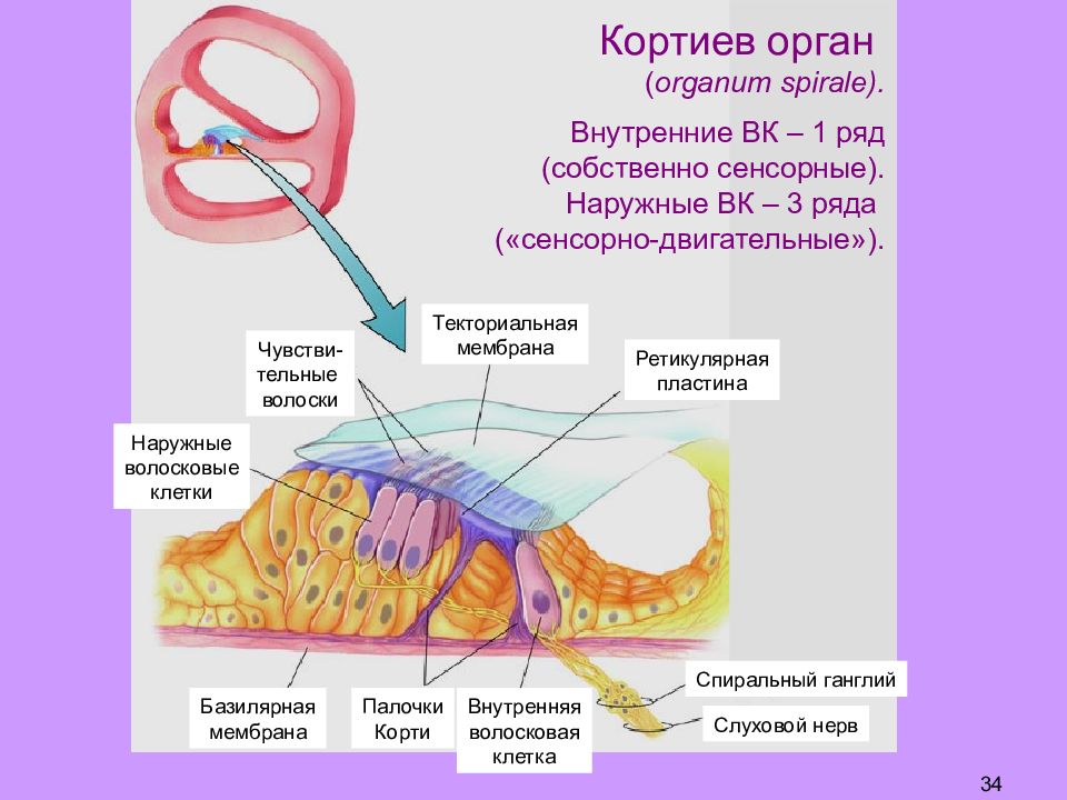 Слуховая и вестибулярная сенсорная система презентация