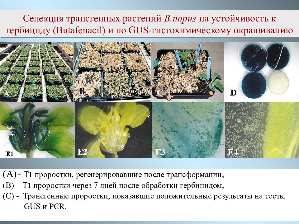 Из какого растения получают ингредиент филобиома актив. Селекционные растения. Растения устойчивые к гербицидам. Трансгенные растения. Трансгенные растения устойчивые к гербицидам.