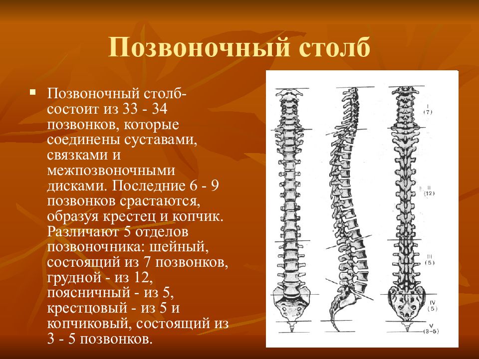 Задние столбы спинного. Позвоночный столб. Позвоночный столб состоит. Позвоночник состоит из 33 позвонков. Позвоночник состоит из 33-34 позвонков.