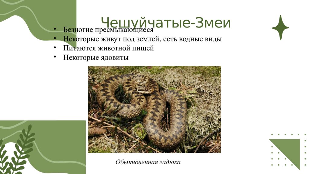 Общая характеристика пресмыкающихся