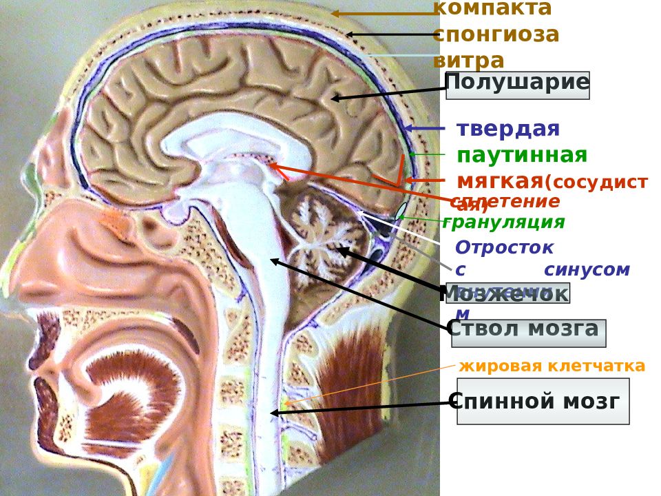 Возрастная анатомия человека