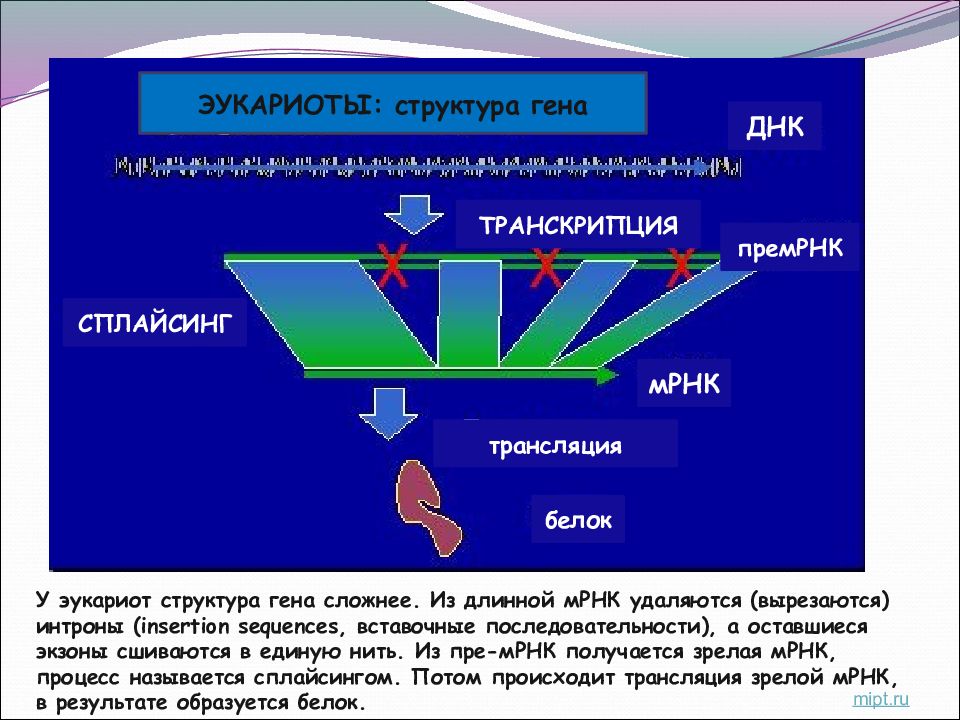 Презентация введение в генетику