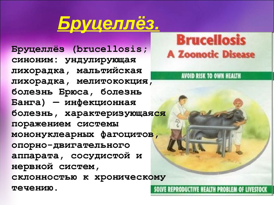 Бруцеллез что это за болезнь. Презентация на тему бруцеллез. Презентация профилактика бруцеллеза. Профилактика бруцеллеза памятка.