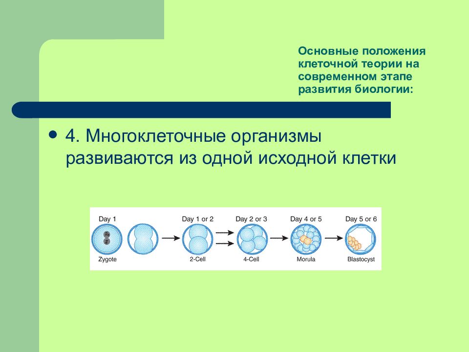 Положение клетки теории. Основные положения клеточной теории на современном этапе. Многоклеточные организмы развиваются из одной исходной клетки. Этапы развития и основные положения клеточной теории. Этапы развития клеточной теории 4 этапа.