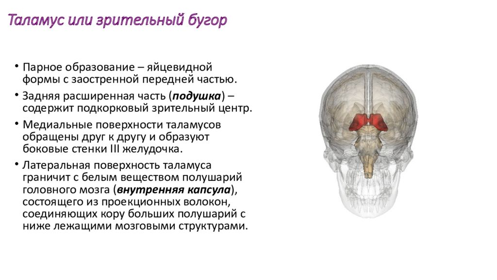 Таламус мозга это. Передний бугорок таламуса. Таламус анатомия строение. Зрительный бугор таламус анатомия. Передний бугорок таламуса анатомия.