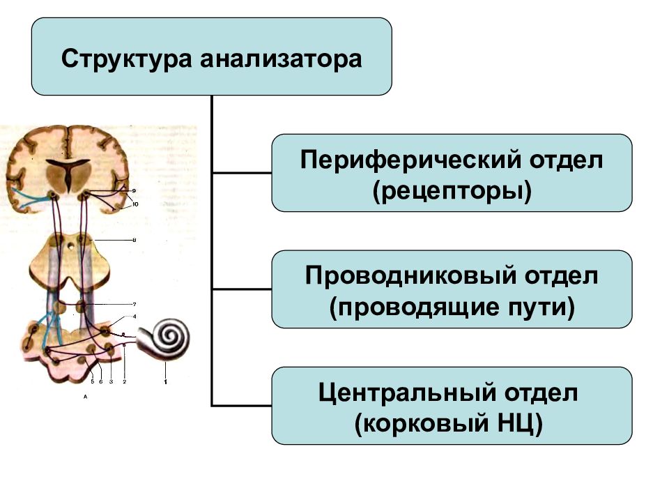 Структура анализатора. Анализаторы периферический отдел проводниковый отдел. Температурный анализатор строение. Анализаторы отделы сенсорной системы. Температурный анализатор отделы схема.