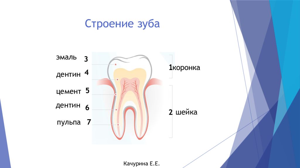 В чем особенность строения дентина какую. Строение зуба эмаль дентин цемент. Структура зуба эмаль дентин. Строение зуба предентин. Строение зуба эмаль дентин цемент анатомия.