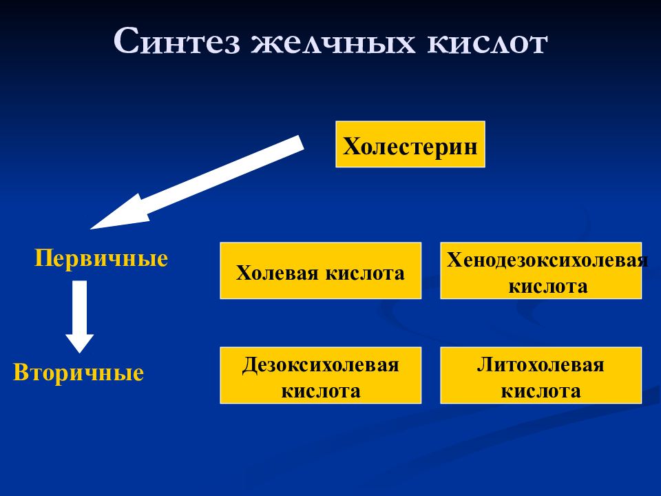 Роль печени в пищеварении физиология презентация