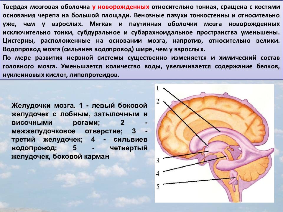 Образования желудочков мозга. Оболочки головного мозга желудочки головного мозга. Система желудочков головного мозга. Желудочки головного мозга анатомия. Левый боковой желудочек мозга.