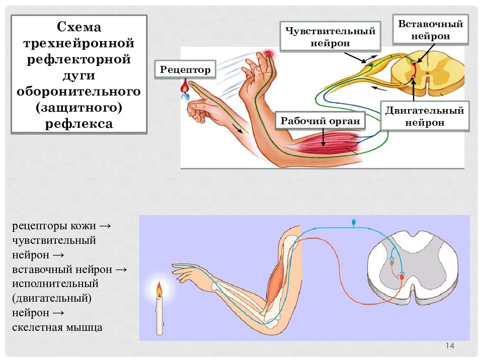 Нейрон схема вставочный