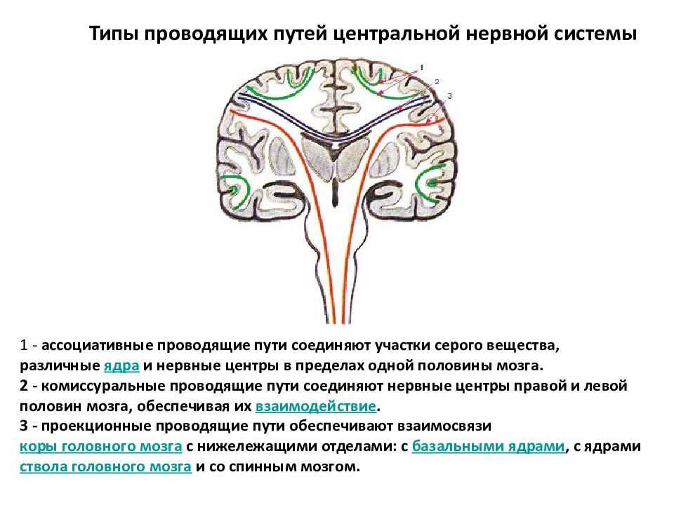 Психофизиология сознания презентация