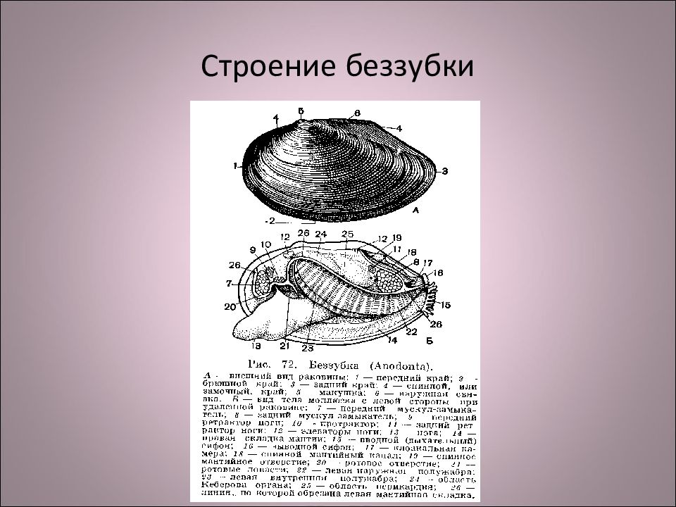 Форма беззубки