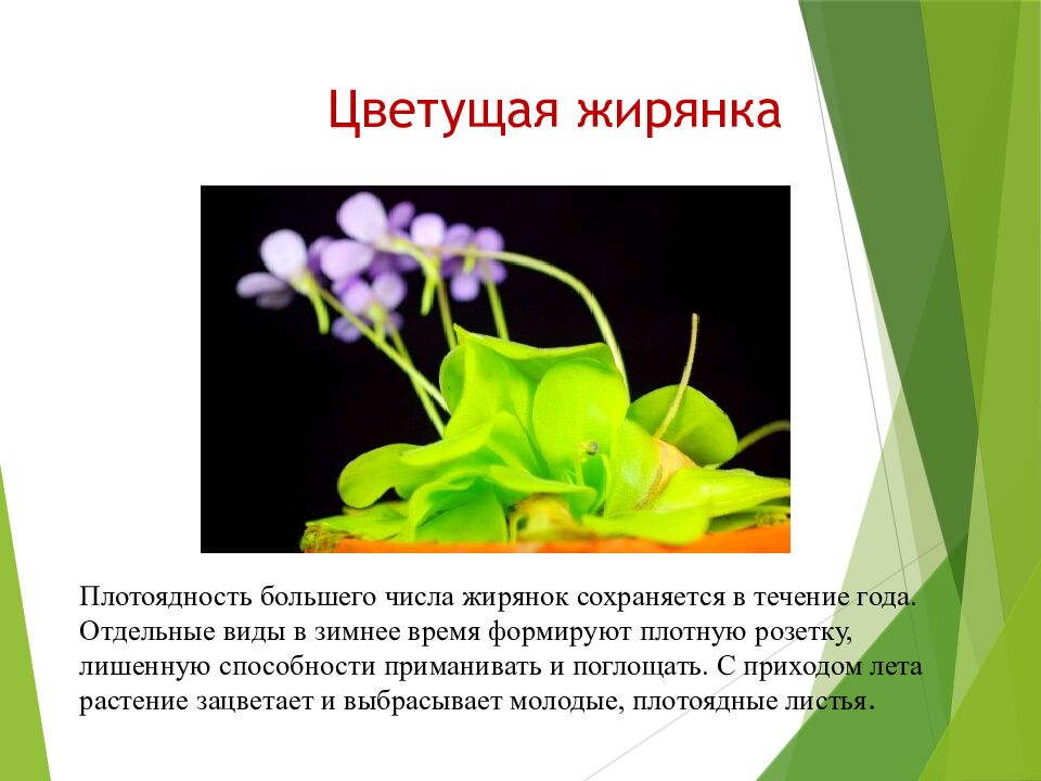 Цветущая жирянка