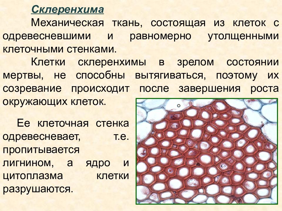 Из мертвых клеток состоит. Механическая ткань колленхима. Механическая ткань колленхима и склеренхима. Механические ткани уголковая колленхима. Механическая ткань колленхима строение.