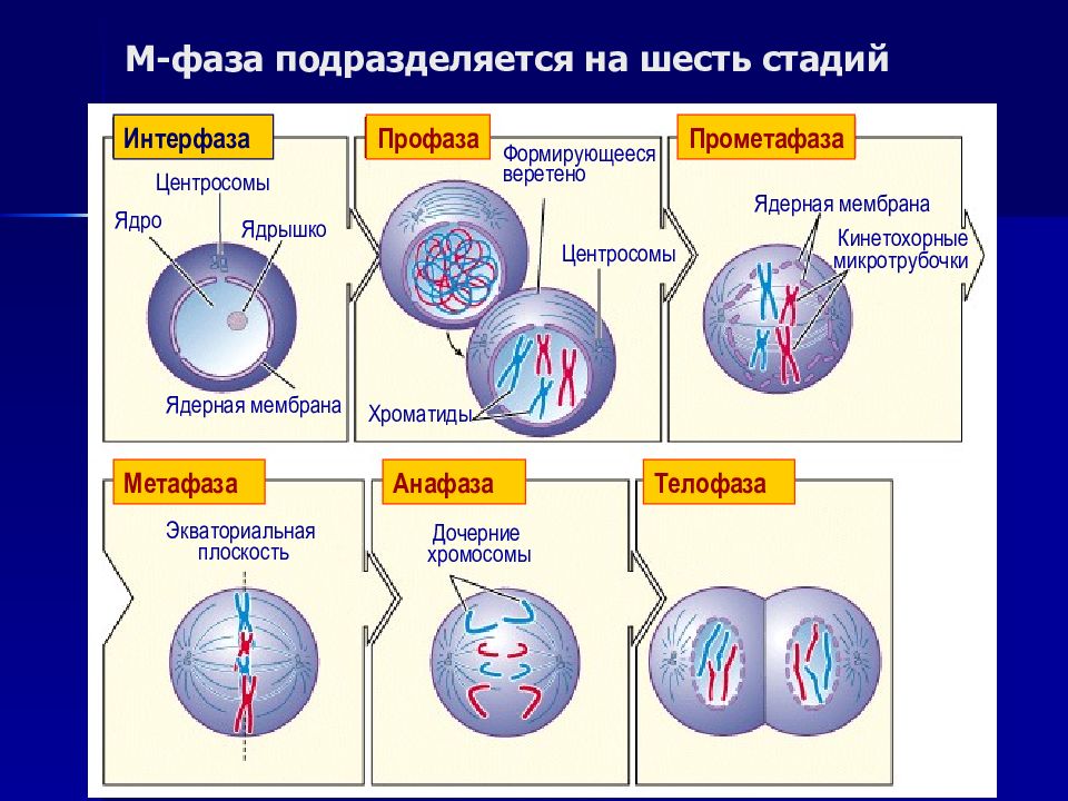 Интерфаза митоза. Стадии интерфазы g1. Профаза анафаза телофаза метафаза интерфаза. Процессы в g1 периоде интерфазы. Стадии клеточного цикла интерфаза.