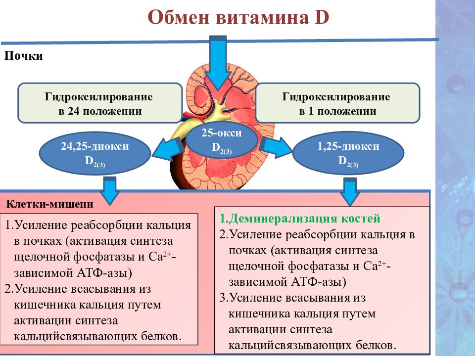 Функция витаминов в обмене веществ. Механизм действия витамина д. Обмен витамина д. Метаболизм витамина д. Механизм действия витамина l.