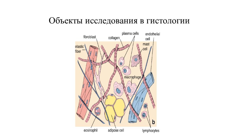 Основные этапы развития цитологии презентация