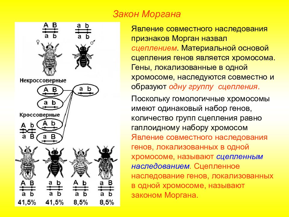 Закон моргана биология презентация