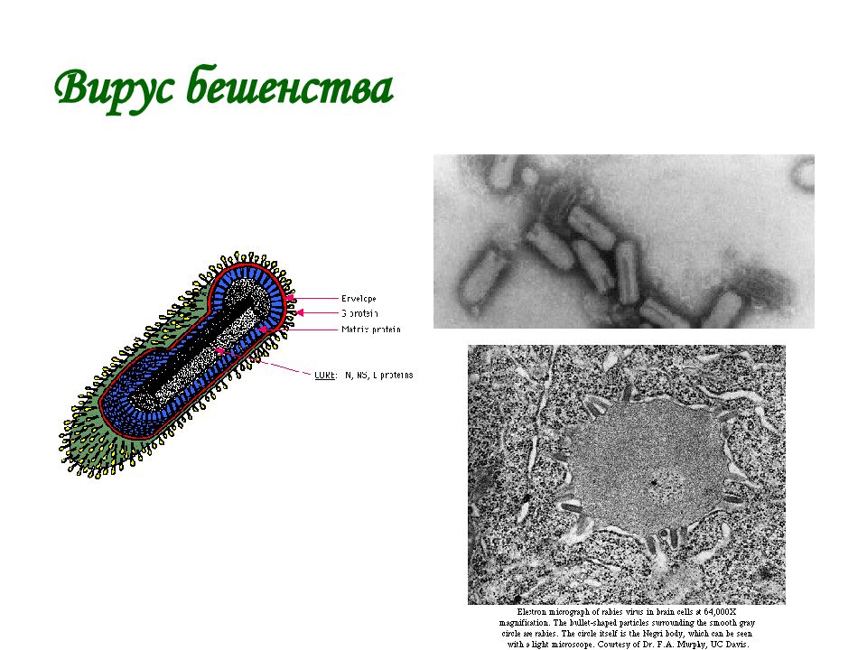 Рабдовирусы микробиология презентация