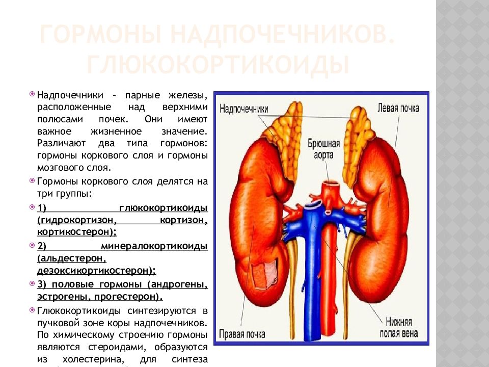 Надпочечники строение