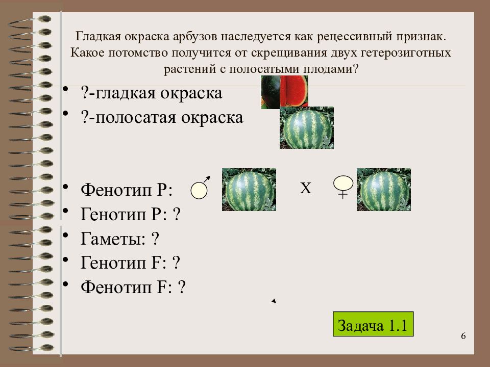 Какое потомство получится при скрещивании. Гладкая краска арбуза насл. Гладкая окраска арбузов наследуется как. Гладкая окраска арбузов наследуется как рецессивный признак. Гладкая окраска арбуза наследуется как рецессивный признак.