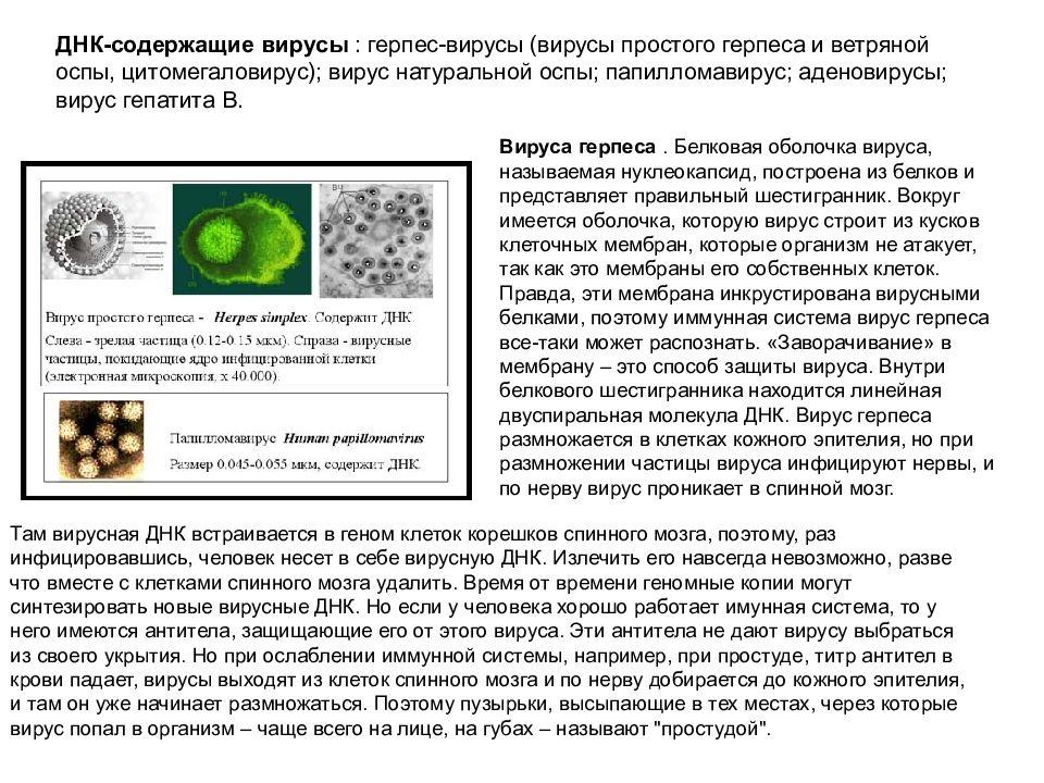 Днк герпес 2 типа. ДНК содержащие вирусы. ДНК содержащие вирусы это вирусы оспы. Вирус натуральной оспы размножается в.