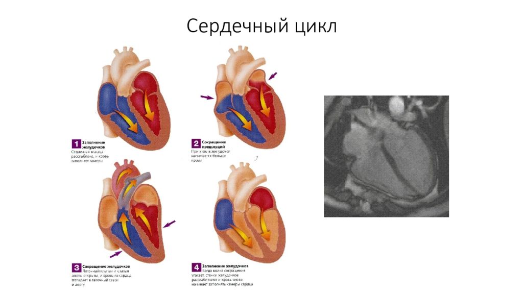 Сердечный цикл. Сердечный цикл фото. Кровеносная система сердечный цикл. Сердечный цикл лягушки. Схема сердечно-сосудистой системы и сердечный цикл..