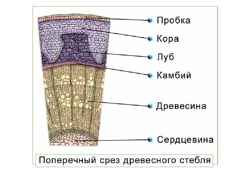 Строение стебля картинка с подписями