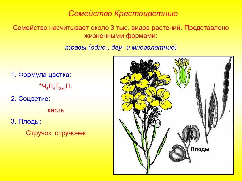 Растения семейства крестоцветные соцветие. Редька Дикая семейство крестоцветные. Форма стебля растения крестоцветные. Семейство крестоцветные жизненные формы. Формула цветка капустных.