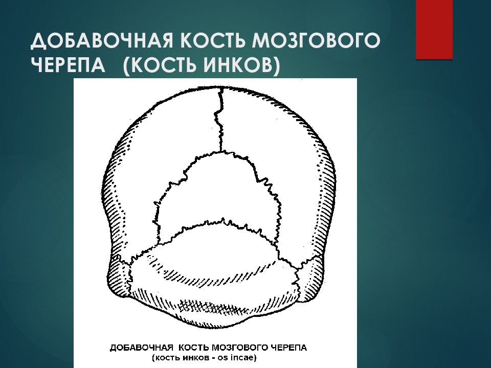 Онтогенез речи презентация