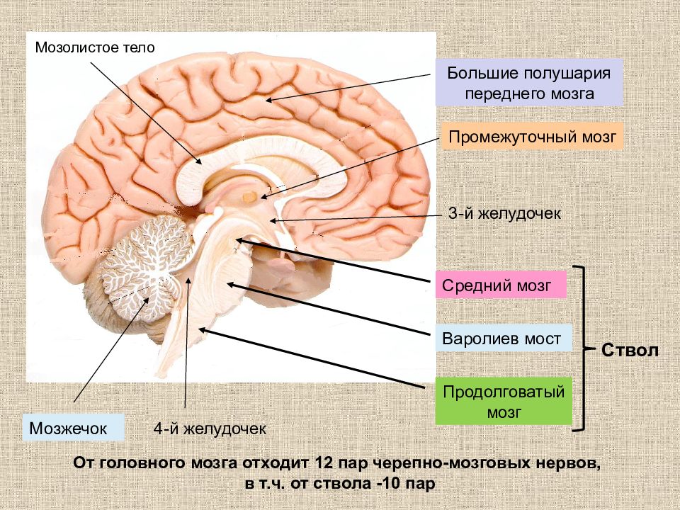 Мозолистое тело какой отдел мозга